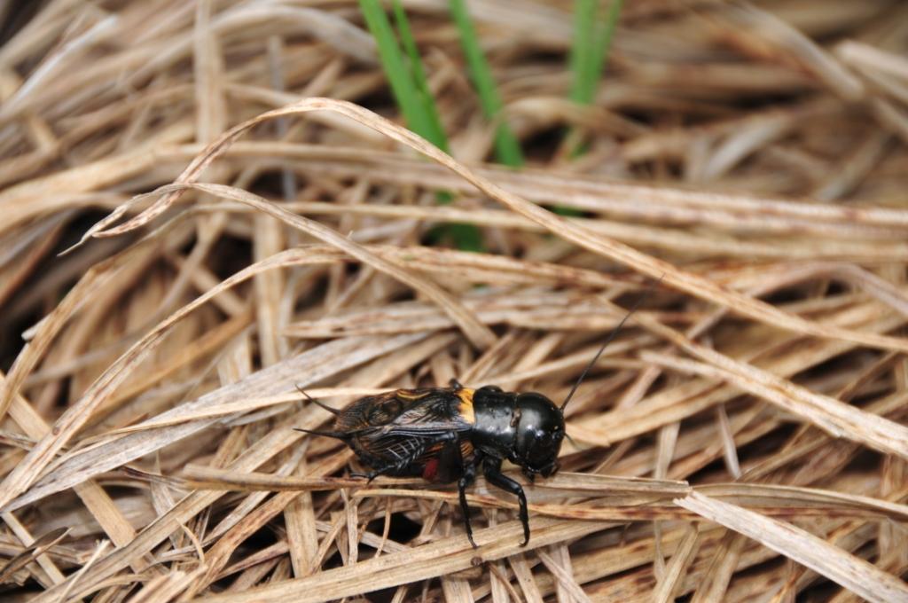 Domenica erpeto-entomologica